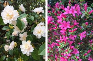 White & pink flowers - wildlife