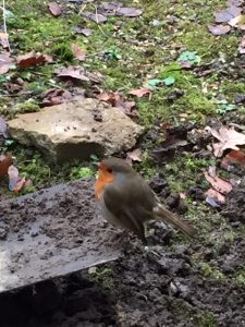 Photo of a robin - wildlife