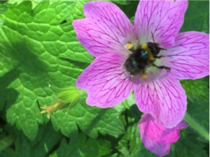 Bee planting