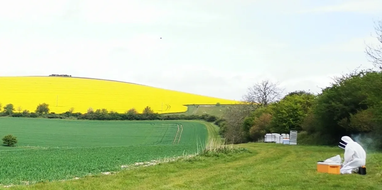 Beehives and countryside