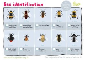 Bee identification chart